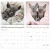 image Cuddly Kittens 2027 Mini Wall Calendar Fifth Alternate Image