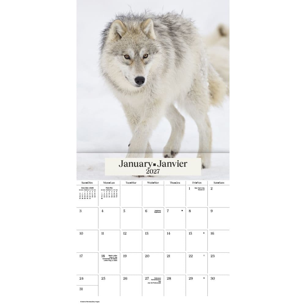 Wolves Bilingual French 2027 Wall Calendar First Alternate Image