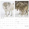 image Wolves 2027 Wall Calendar Fifth Alternate Image