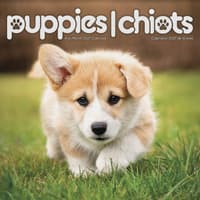 image Puppies Bilingual French 2027 Wall Calendar Main Product Image