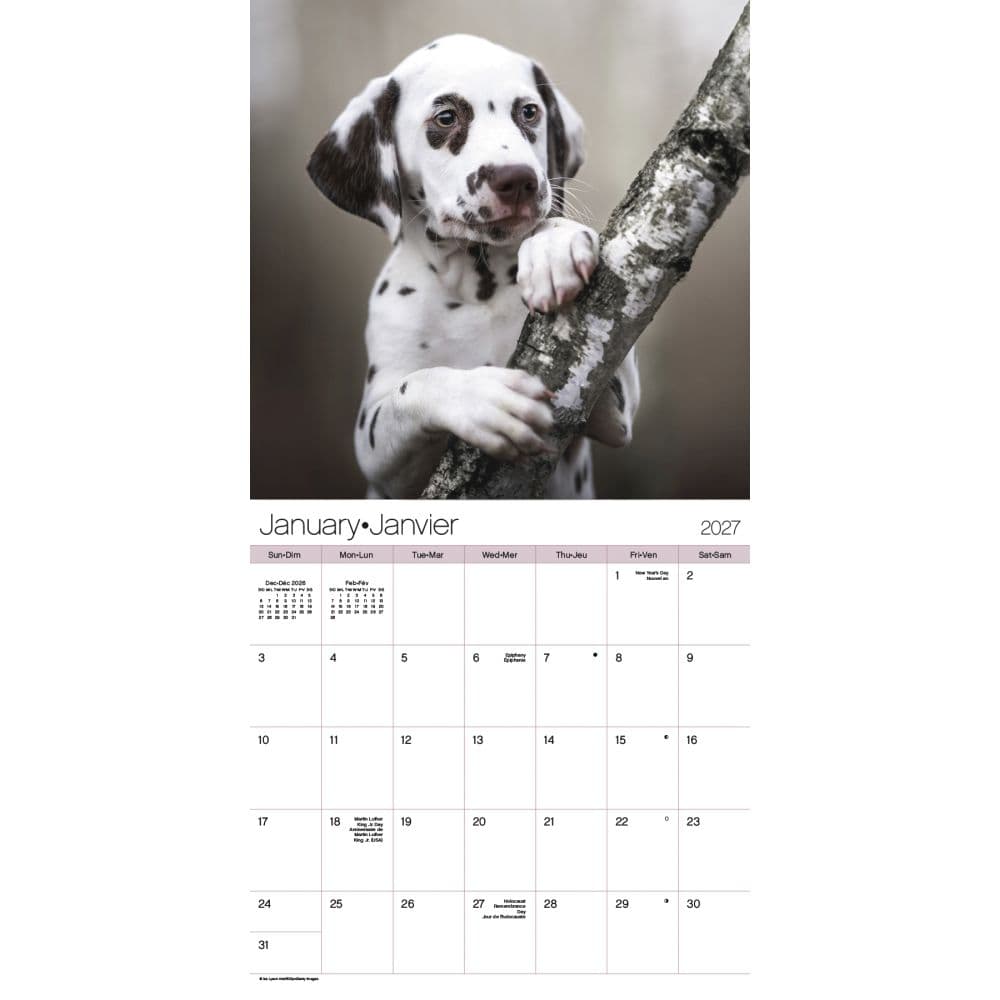 Puppies Bilingual French 2027 Wall Calendar First Alternate Image