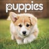 image Puppies 2027 Wall Calendar Main Product Image