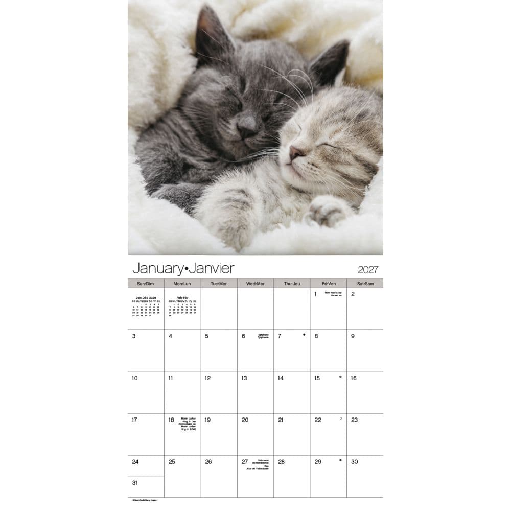 Cuddly Kittens Bilingual French 2027 Wall Calendar First Alternate Image