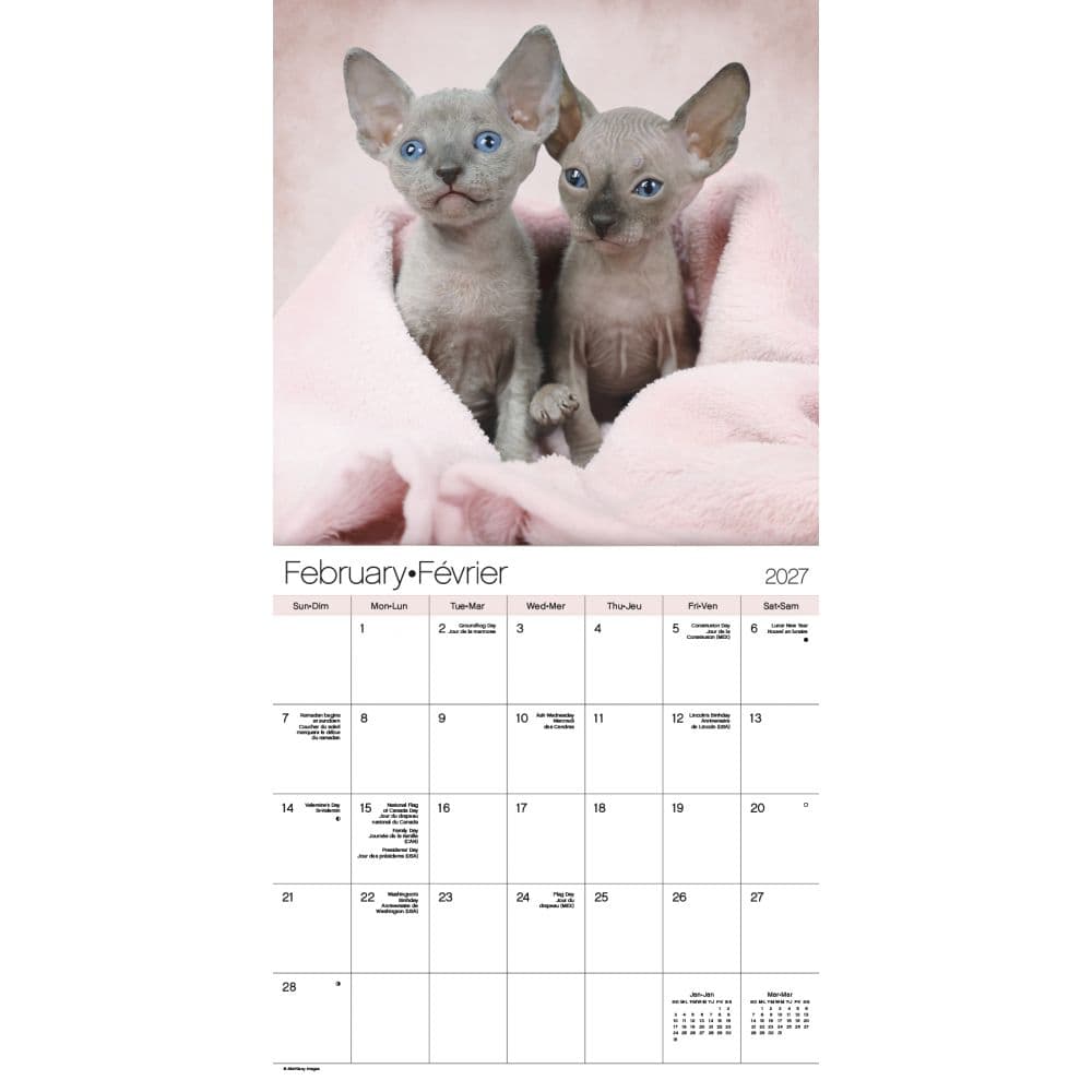 Cuddly Kittens Bilingual French 2027 Wall Calendar Second Alternate Image
