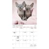 image Cuddly Kittens Bilingual French 2027 Wall Calendar Second Alternate Image