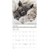 image Cuddly Kittens 2027 Wall Calendar First Alternate Image
