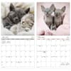 image Cuddly Kittens 2027 Wall Calendar Fifth Alternate Image