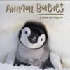 image Animal Babies 2027 Wall Calendar Main Product Image