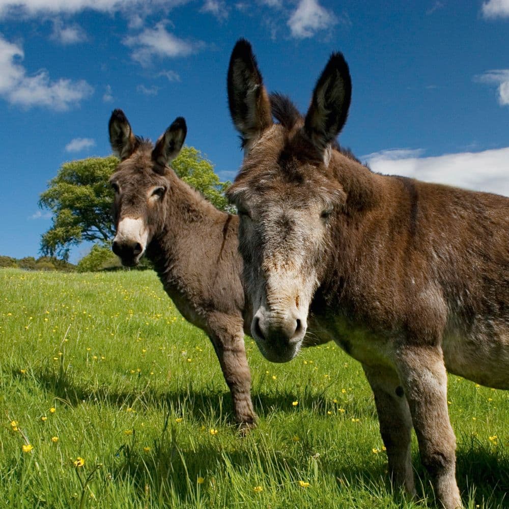 Donkeys 2027 Wall Calendar Tenth Alternate Image