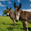 image Donkeys 2027 Wall Calendar Tenth Alternate Image