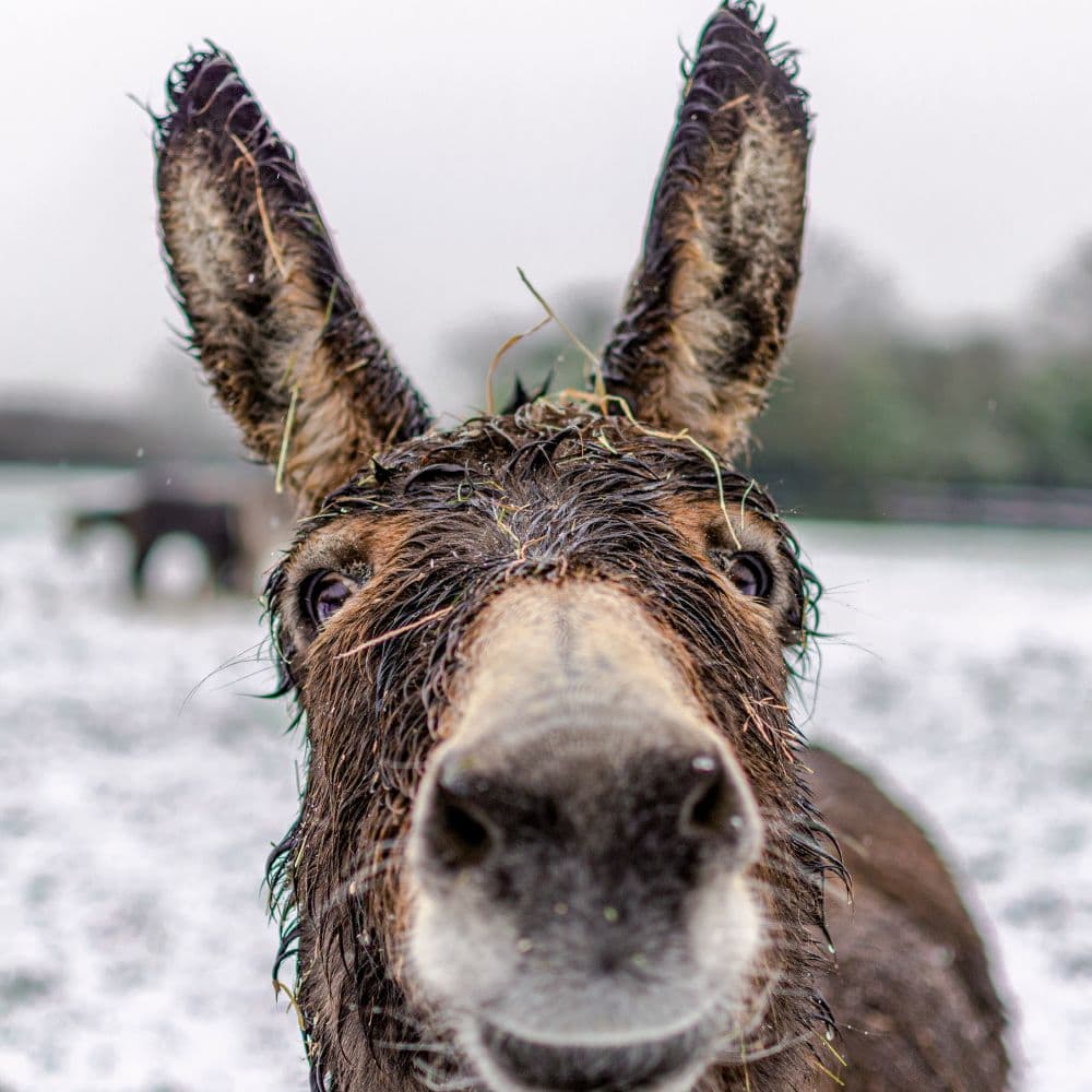 Donkeys 2027 Wall Calendar Second Alternate Image