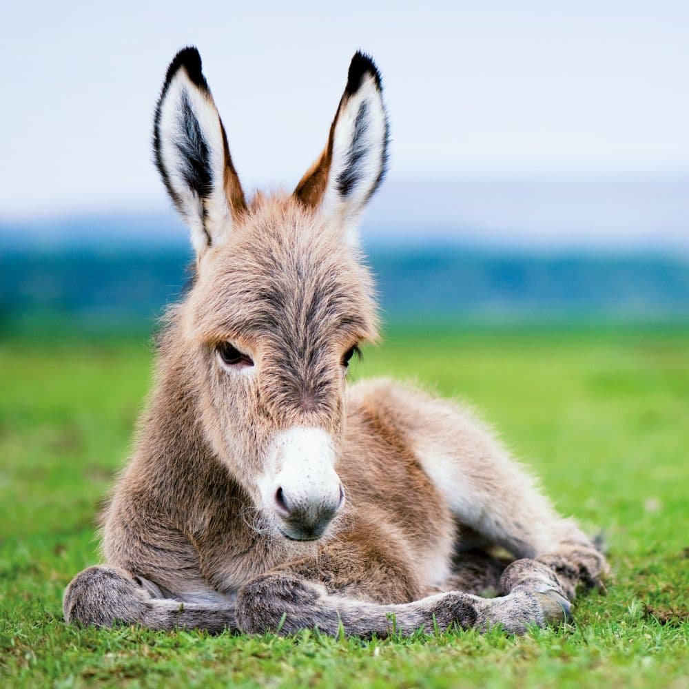 Donkeys 2027 Wall Calendar Fourth Alternate Image