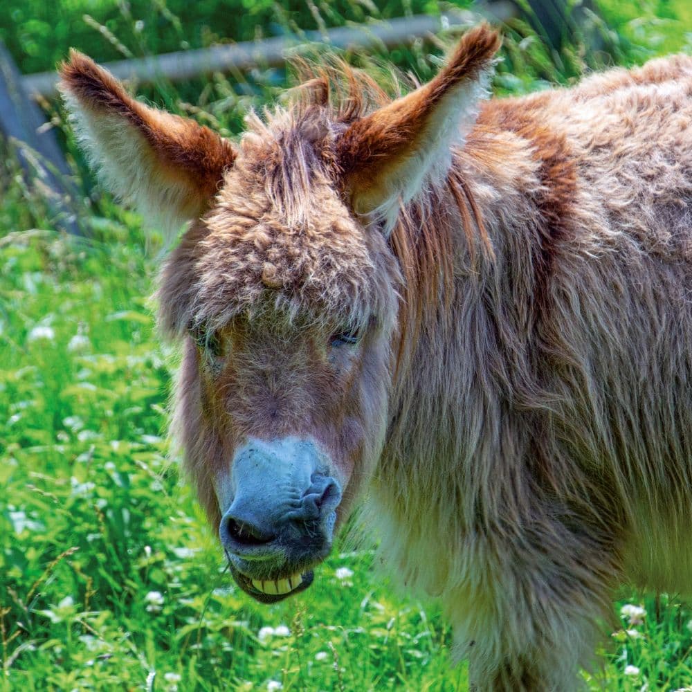 Donkeys 2027 Wall Calendar Sixth Alternate Image