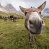 image Donkeys 2027 Wall Calendar Eighth Alternate Image