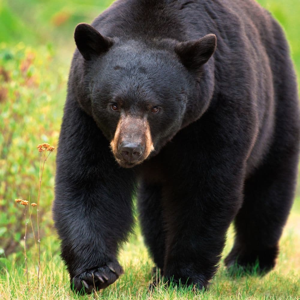 Bears 2027 Wall Calendar Tenth Alternate Image