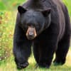 image Bears 2027 Wall Calendar Tenth Alternate Image