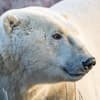image Bears 2027 Wall Calendar Second Alternate Image