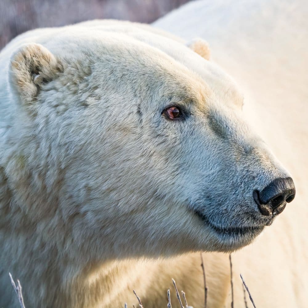 Bears 2027 Wall Calendar Second Alternate Image