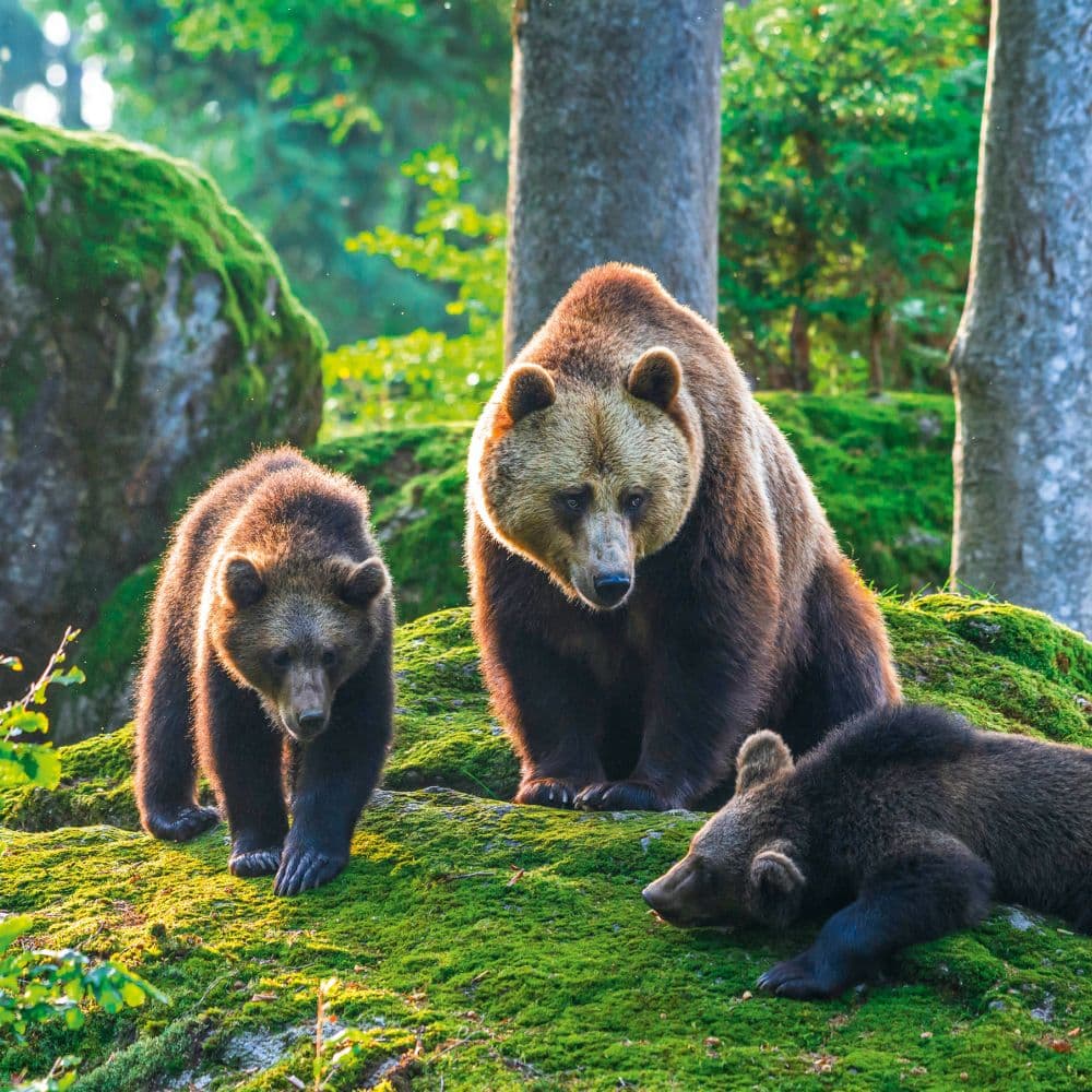 Bears 2027 Wall Calendar Fourth Alternate Image