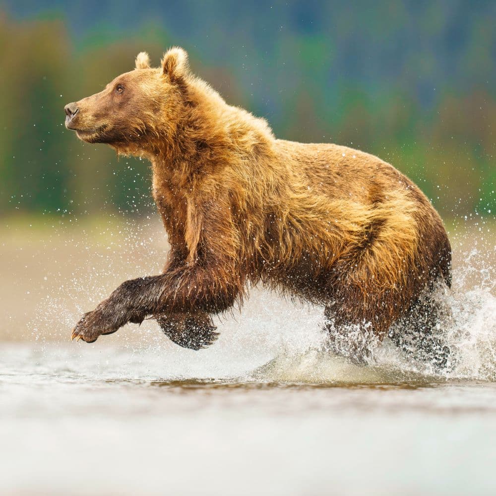 Bears 2027 Wall Calendar Sixth Alternate Image