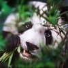 image Bears 2027 Wall Calendar Eighth Alternate Image
