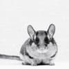 image Animal Portrait 2027 Wall Calendar Tenth Alternate Image