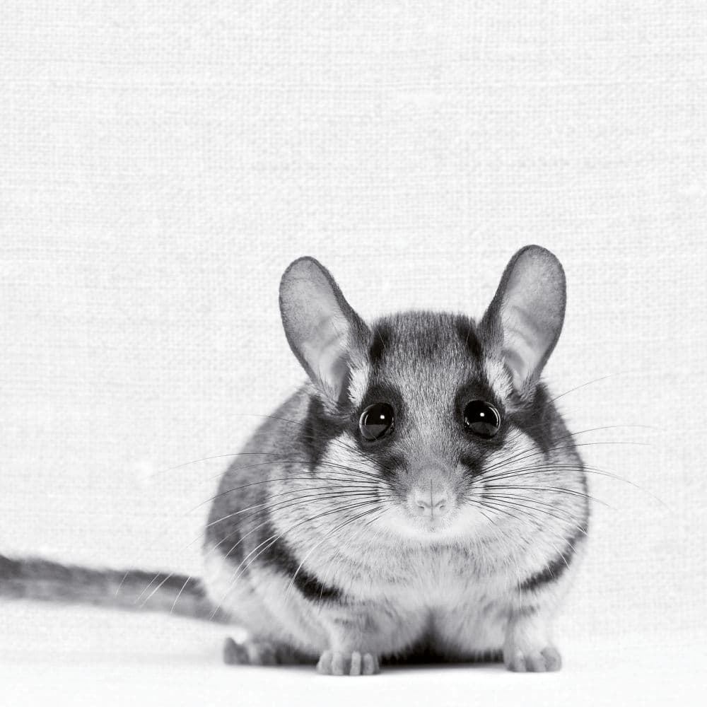 Animal Portrait 2027 Wall Calendar Tenth Alternate Image