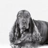 image Animal Portrait 2027 Wall Calendar Second Alternate Image
