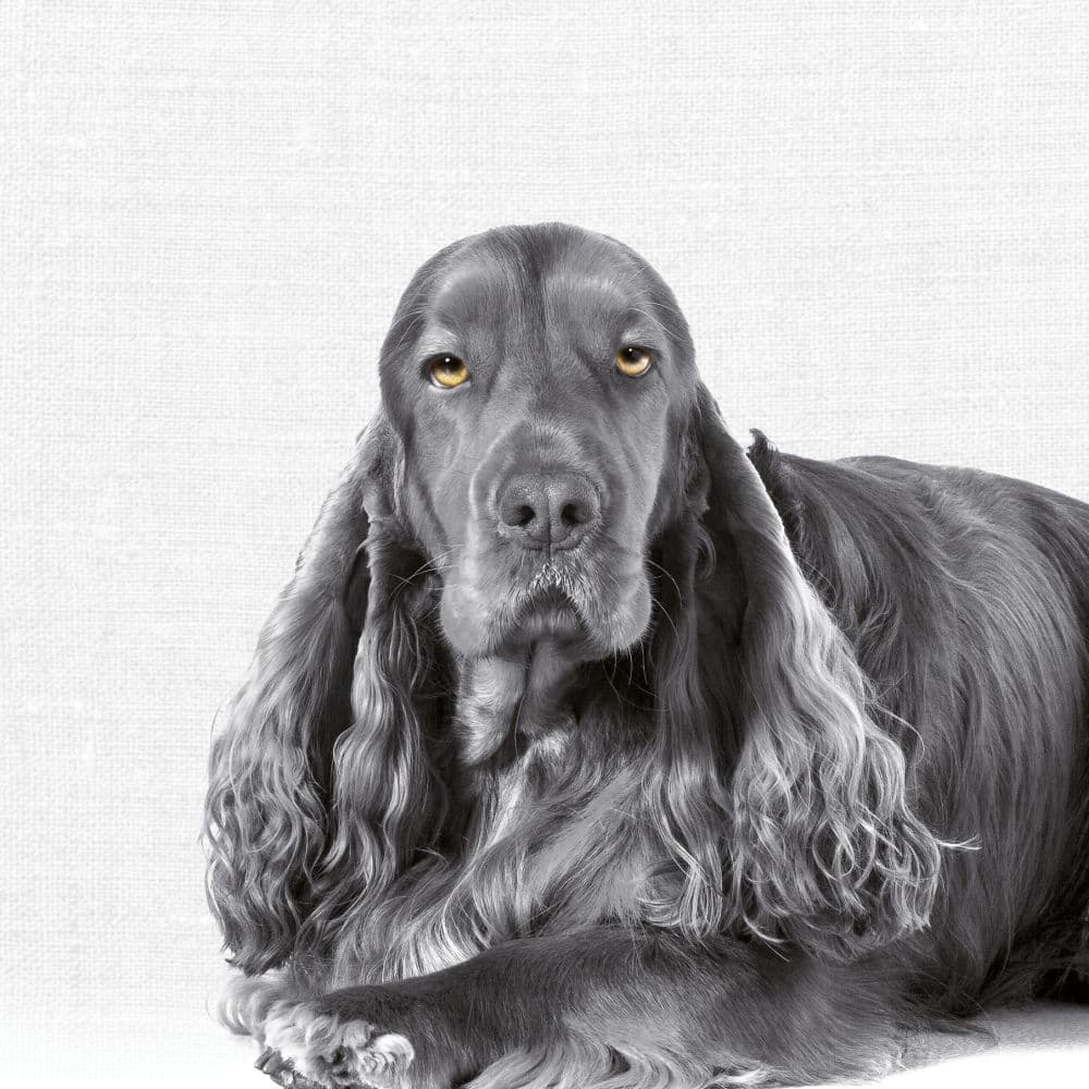 Animal Portrait 2027 Wall Calendar Second Alternate Image