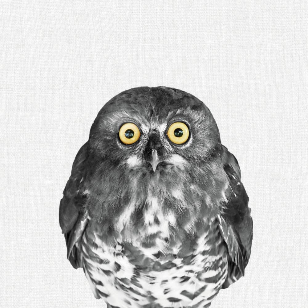 Animal Portrait 2027 Wall Calendar Fourth Alternate Image