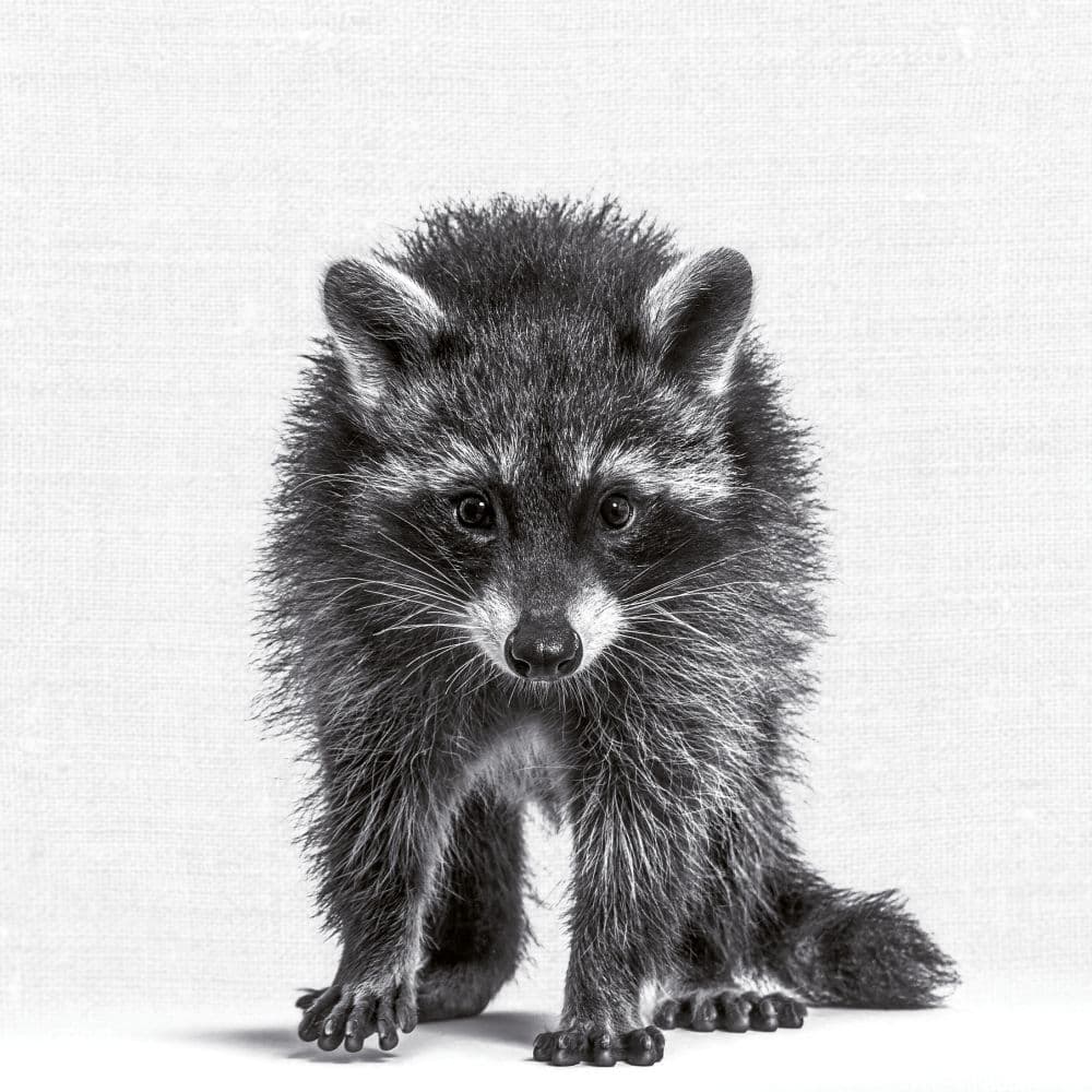 Animal Portrait 2027 Wall Calendar Sixth Alternate Image