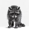 image Animal Portrait 2027 Wall Calendar Sixth Alternate Image