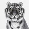 image Animal Portrait 2027 Wall Calendar Eighth Alternate Image