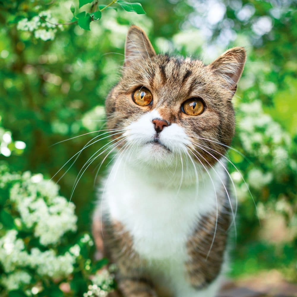 Cool Cats 2027 Wall Calendar Tenth Alternate Image