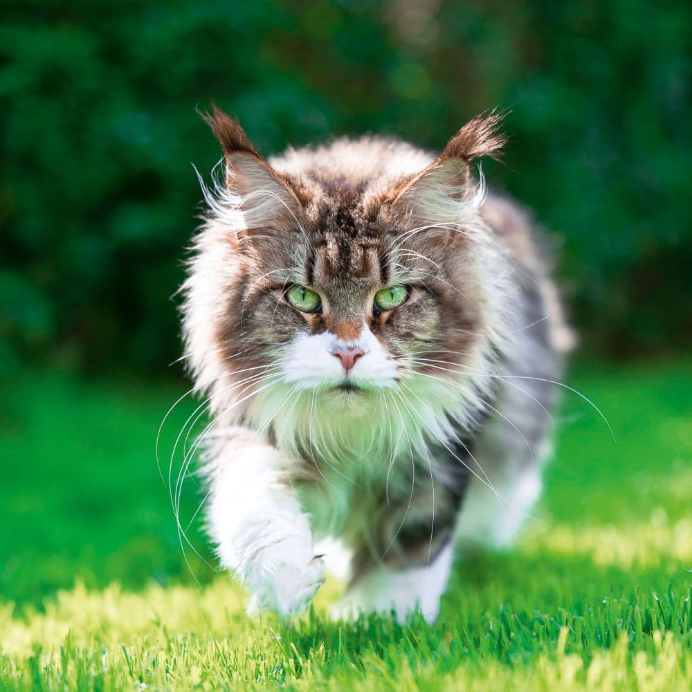 Cool Cats 2027 Wall Calendar Fourth Alternate Image