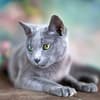 image Cool Cats 2027 Wall Calendar Sixth Alternate Image