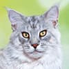 image Cool Cats 2027 Wall Calendar Eighth Alternate Image