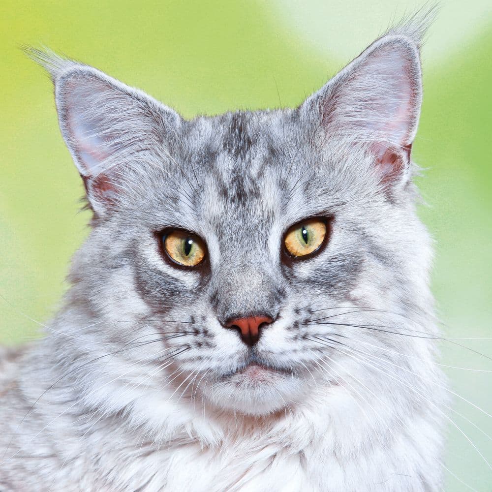 Cool Cats 2027 Wall Calendar Eighth Alternate Image