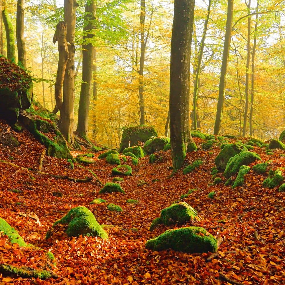 Deep Forest 2027 Wall Calendar Tenth Alternate Image