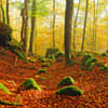 image Deep Forest 2027 Wall Calendar Tenth Alternate Image