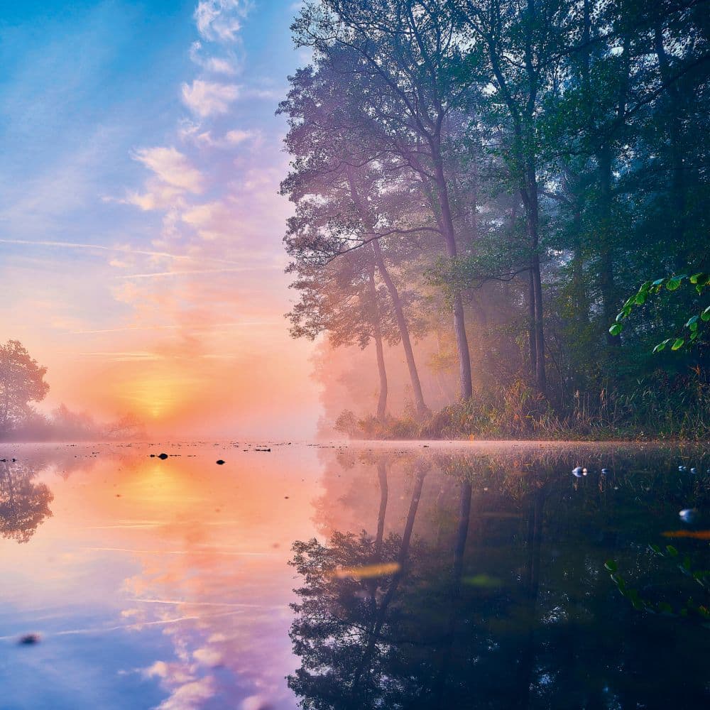 Deep Forest 2027 Wall Calendar Second Alternate Image
