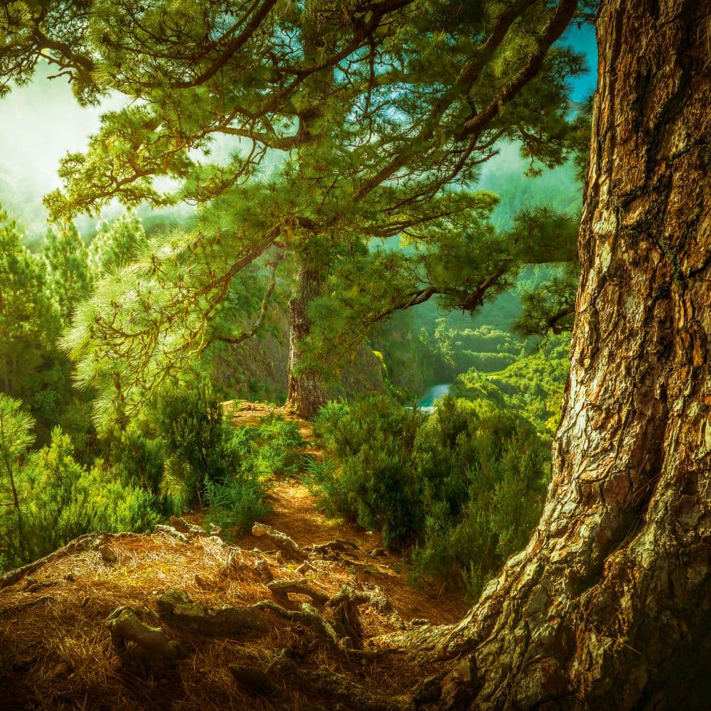 Deep Forest 2027 Wall Calendar Fourth Alternate Image