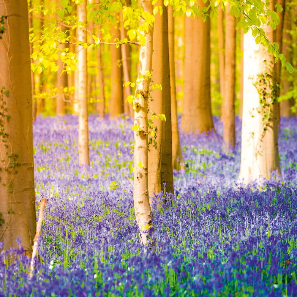 Deep Forest 2027 Wall Calendar Eighth Alternate Image