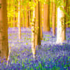 image Deep Forest 2027 Wall Calendar Eighth Alternate Image