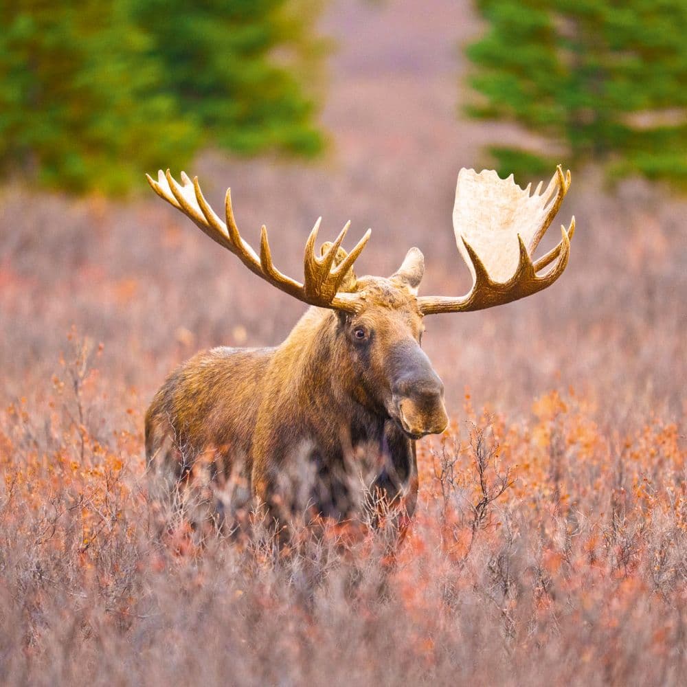 Dwellers of the Woodlands 2027 Wall Calendar Fourth Alternate Image