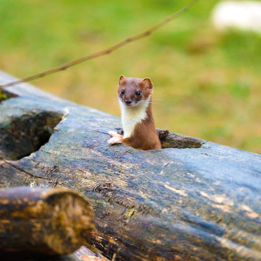 Dwellers of the Woodlands 2027 Wall Calendar Eighth Alternate Image