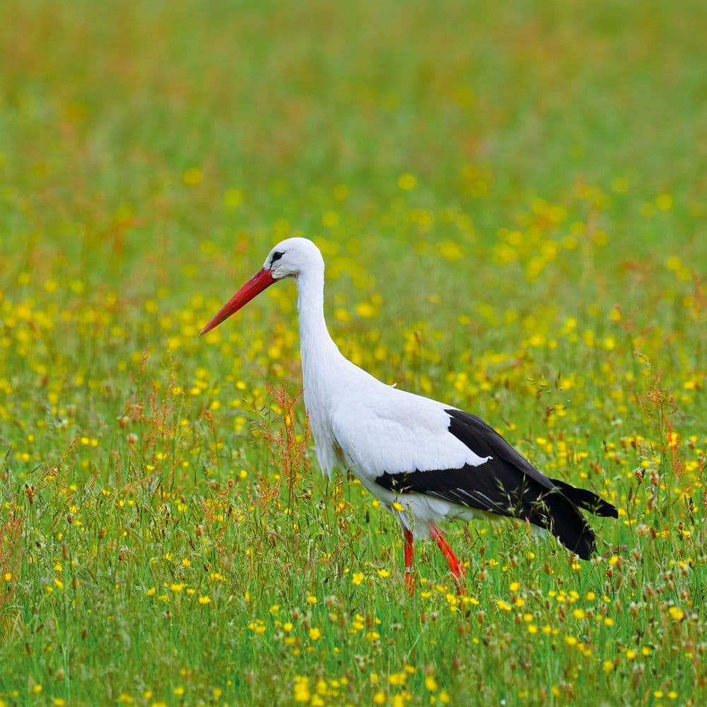 Birds 2027 Wall Calendar Tenth Alternate Image