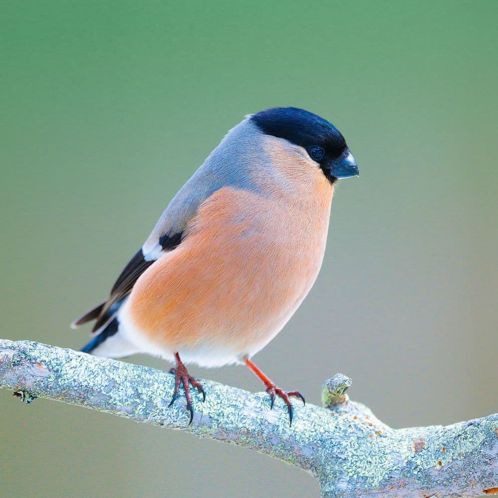 Birds 2027 Wall Calendar Second Alternate Image