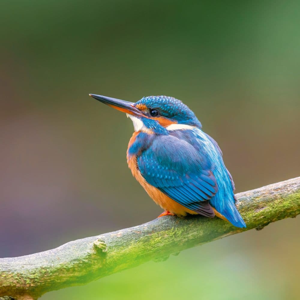 Birds 2027 Wall Calendar Sixth Alternate Image