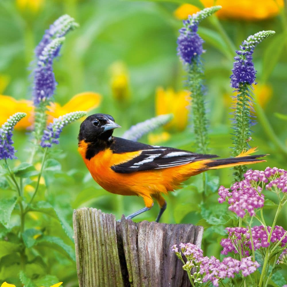 Birds 2027 Wall Calendar Eighth Alternate Image